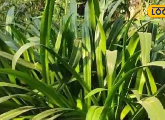 केमिकल नहीं, देखिए कुदरत का कमाल! ये घरेलू औषधियां भरेंगी शरीर में नई जान