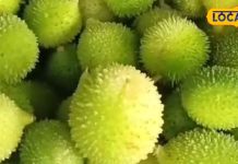 वजन घटाए…नजर बढ़ाए! कई रोगों की काल है ये कांटेदार सब्जी, साल के सिर्फ 90 दिन रहती है उपलब्ध