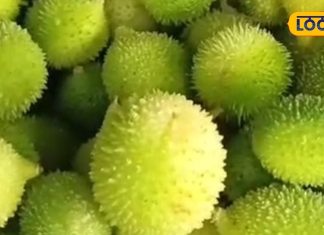 वजन घटाए…नजर बढ़ाए! कई रोगों की काल है ये कांटेदार सब्जी, साल के सिर्फ 90 दिन रहती है उपलब्ध