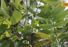 संजीवनी बूटी से कम नहीं जंगल में उगने वाली इस पेड़ की छाल! हृदय रोग के लिए वरदान, इन बीमारियों में भी असरदार