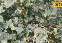 बिना सही जानकारी के न करें मकोय का सेवन, संतान प्राप्ति में आ सकती है रुकावट!