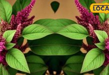 गर्मियों का सुपरफूड है ये साग, स्वाद ही नहीं, सेहत के लिए भी है वरदान, कई बीमारियों में है कारगर