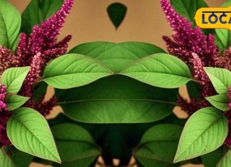 गर्मियों का सुपरफूड है ये साग, स्वाद ही नहीं, सेहत के लिए भी है वरदान, कई बीमारियों में है कारगर