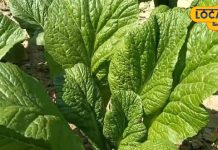 बिहार में छाया नेपाली साग का जादू, बिना सीजन मिथिला के लोग चख रहे स्वाद