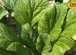 बिहार में छाया नेपाली साग का जादू, बिना सीजन मिथिला के लोग चख रहे स्वाद