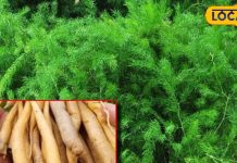 महिलाओं के लिए अमृत समान है ये पौधा, सिर्फ एक बार लगाएं, सालों साल पाएं फायदे