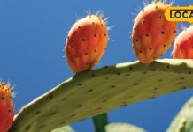 पुराने दर्द से चाहिए राहत? तो नागफनी के पत्तों से करें यह घरेलू उपाय, जानें