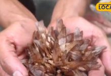 बादाम भी इसके आगे फेल! हिमालय की गोद से निकला सुपरफूड,इन घातक रोगों का है इलाज