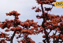 गर्मी में इस फूल के जूस का करें सेवन, पेट दर्द और ब्लड शुगर रेहगा कंट्रोल, लू से करेगा बचाव