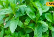 तेल-मसाले खाकर बिगड़ गया हाजमा? तो अपनाएं घरेलू नुस्खा, पेट की हर मर्ज का हल