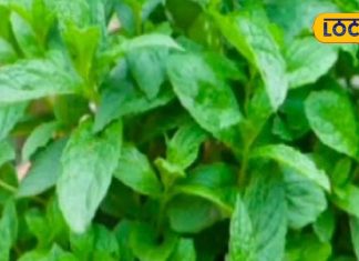 तेल-मसाले खाकर बिगड़ गया हाजमा? तो अपनाएं घरेलू नुस्खा, पेट की हर मर्ज का हल