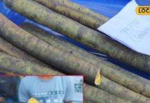 जंगलों में छिपा ये चमत्कारी पौधा जड़ से खत्म कर सकता है गठिया, शरीर को भी करता है डिटॉक्स – Bharat.one हिंदी