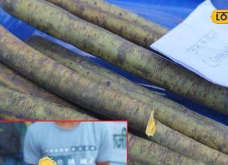 जंगलों में छिपा ये चमत्कारी पौधा जड़ से खत्म कर सकता है गठिया, शरीर को भी करता है डिटॉक्स – Bharat.one हिंदी