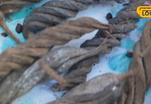 महंगे बेबी प्रोडक्ट्स छोड़िए, इस आदिवासी नुस्खे से बच्चा बनेगा मजबूत… सालों तक हड्डियों रहेंगी मजबूत