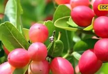 ये छोटा फल कर सकता है बड़ी बीमारियों का खात्मा, BP हो या हार्ट नें इसके फायदे