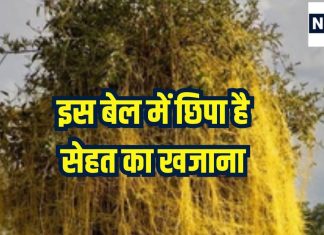 इस बेल में 10 घोड़े जितना बल, इसकी जादुई शक्तियों के आगे कई रोग फेल