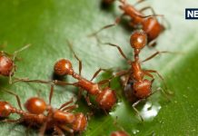 अचानक घर में दिखने लगी हैं लाल या काली चींटीयां? भूलकर भी इन संकेतों को न करें नजरअंदाज, कुछ का दिखना शुभ तो कुछ का अशुभ!