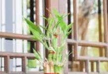 Bamboo Plant Benefits: इस पौधे को घर में लगा लेने से नहीं झगड़ते पति-पत्नि, लव मैरिज करने में रुकावट करता है दूर