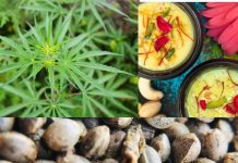 होली में भांग पीने से पहले जान लें इसके गंभीर नुकसान, बीपी होगा हाई, महिलाएं इस कंडीशन में गलती से भी न करें सेवन