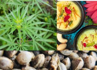 होली में भांग पीने से पहले जान लें इसके गंभीर नुकसान, बीपी होगा हाई, महिलाएं इस कंडीशन में गलती से भी न करें सेवन