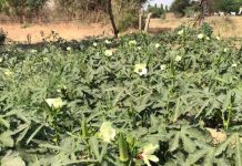 भिंडी की खेती में हो रहा नुकसान? इन 7 टिप्स को आजमाएं और फसल को बनाएं रोग-मुक्त! – Bharat.one हिंदी