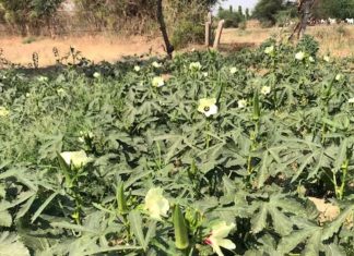 भिंडी की खेती में हो रहा नुकसान? इन 7 टिप्स को आजमाएं और फसल को बनाएं रोग-मुक्त! – Bharat.one हिंदी