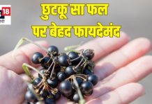 ये छुटकू सा फल है बड़ा ताकतवर, गुणों की खान, खाते ही 1 घंटे में बुखार हो कम