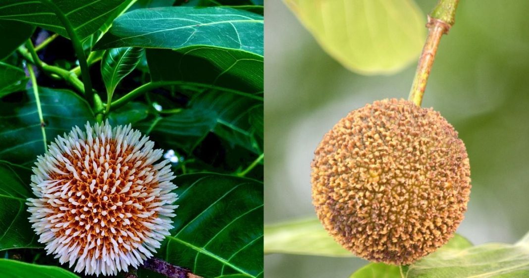 कदंब फल के हैरान करने वाले सेहत लाभ और औषधीय गुण