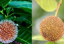 कदंब फल के हैरान करने वाले सेहत लाभ और औषधीय गुण