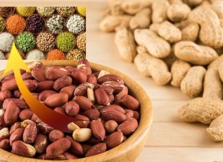 Food Fact: पीनट नट्स है या दाल? 99% लोग नहीं जानते होंगे इसका सही जवाब, जानकर GK कर लो तेज