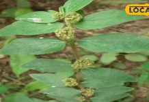 इस पौधे में है कई बीमारियों का इलाज, बाल, खांसी, अस्थमा और पेट के लिए भी फायदेमंद – Bharat.one हिंदी