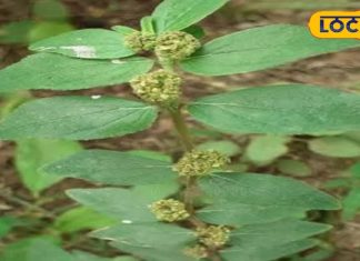 इस पौधे में है कई बीमारियों का इलाज, बाल, खांसी, अस्थमा और पेट के लिए भी फायदेमंद – Bharat.one हिंदी