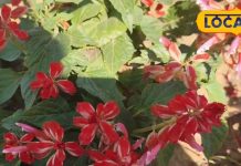 देखने में छोटा..पर बेहद काम का पौधा, इसके फूल, पत्ती, बीज सब दवा, डायबिटीज, सूजन समेत 10 रोगों का काल