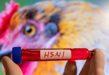 H5N1 वैक्सीन किशोरों के लिए अधिक फायदेमंद, जानें कैसे?