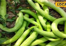 फ्लश हो जाएगी पेट की चर्बी, अगर गर्मीभर कर लिया इस सब्जी का सेवन! वजन घटाने मे