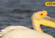 गोरखपुर चिड़ियाघर में लकड़बग्घे और रोजी पेलिकन का स्वागत मार्च में.