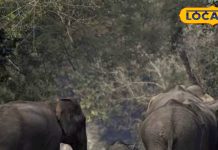 लुप्त होते जानवरों को देखने का बेहतरीन मौका. – Bharat.one हिंदी