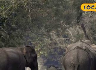 लुप्त होते जानवरों को देखने का बेहतरीन मौका. – Bharat.one हिंदी