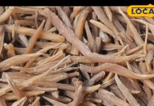 यहां है 70 साल पुरानी औषधीय जड़ी-बूटी की दुकान, कैंसर और शुगर मरीजों के लिए रामबाण