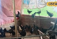 Jehanabad News: कौवे के बीच बर्ड फ्लू के बाद नॉनवेज खाएं या नहीं..जानिए क्या बोले पशुपालन पदाधिकारी