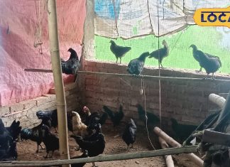 Jehanabad News: कौवे के बीच बर्ड फ्लू के बाद नॉनवेज खाएं या नहीं..जानिए क्या बोले पशुपालन पदाधिकारी