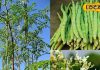 Moringa health benefits: शरीर की कमजोरी होगी दूर! इस पेड़ में छुपा है 300 बीमारियों का इलाज, सब्जी बनती है लाजवाब