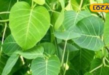 औषधिय गुणों से भरपूर है पीपल, अस्थमा से लेकर डायबिटीज तक को करता है दूर