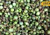 This fruit of Rajasthan has the cure of many diseases hidden in it, it is also related to Lord Rama, it cures problems like indigestion