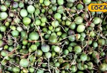 This fruit of Rajasthan has the cure of many diseases hidden in it, it is also related to Lord Rama, it cures problems like indigestion