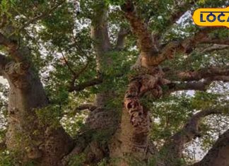 हैदराबाद का ऐतिहासिक ‘हाथी झाड़’ पेड़: जानें इसकी रोचक कहानी.