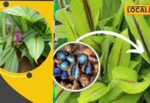 Black turmeric is not only an immunity booster but also a panacea for stone and joint pain, know its medicinal properties