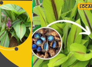 Black turmeric is not only an immunity booster but also a panacea for stone and joint pain, know its medicinal properties