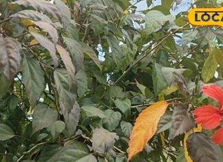 Health Tips: This beautiful looking flower tea has many miraculous properties, its paste makes the face young