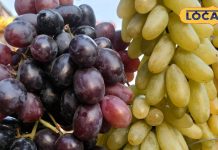 काला या हरा..कौन सा अंगूर ज्यादा खाएं? इनमें से एक शरीर को डिटॉक्स करने, इम्यूनिटी बढ़ाने में कारगर